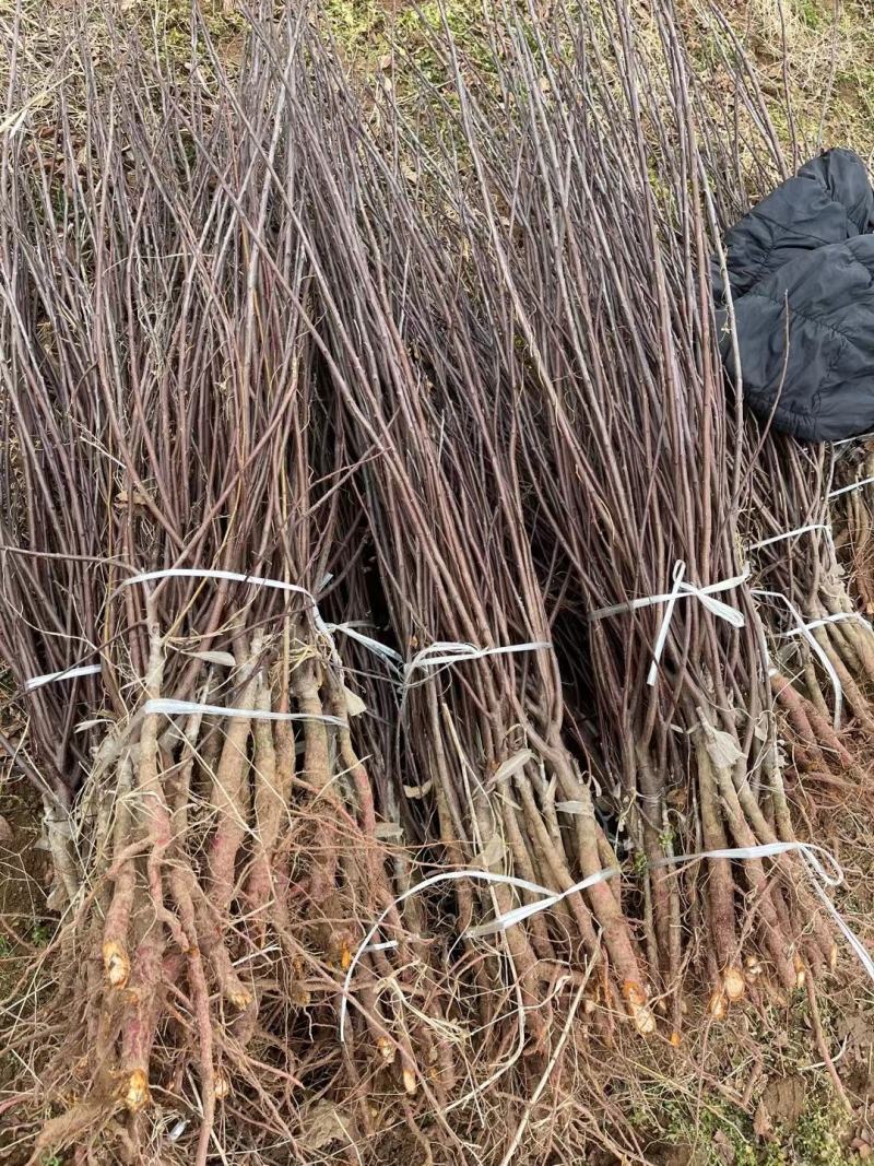 紫叶矮樱适合工程小区绿化0.5-10公分均有货