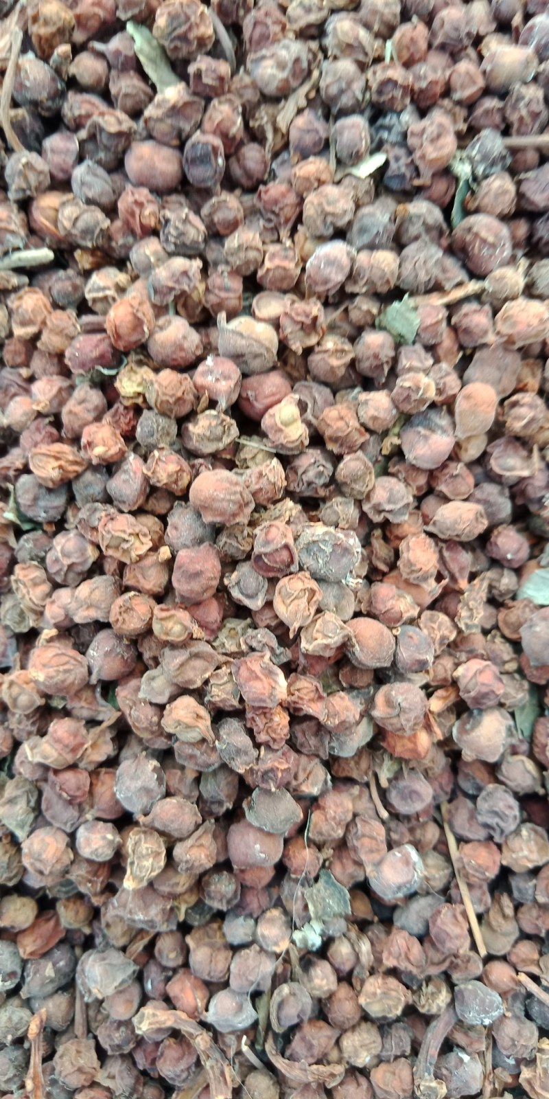 南五味子鲜货10吨后期货大量供应。