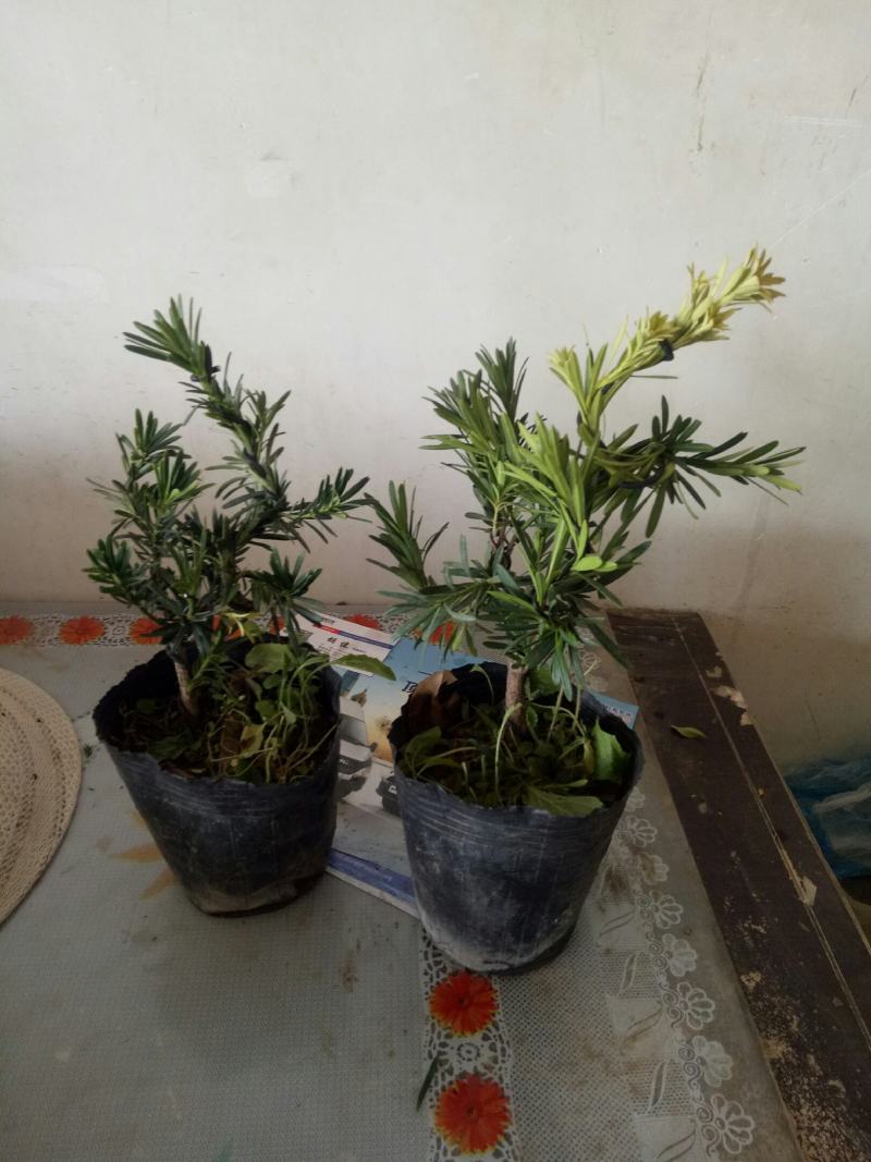 精致米叶罗汉松盆景造型独特别致