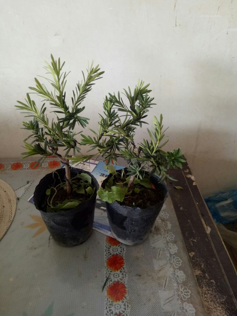 精致米叶罗汉松盆景造型独特别致