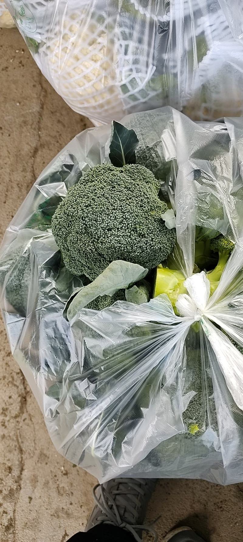 万亩蔬菜基地供应耐寒优秀、炎秀精品西兰花市场、超市、电商