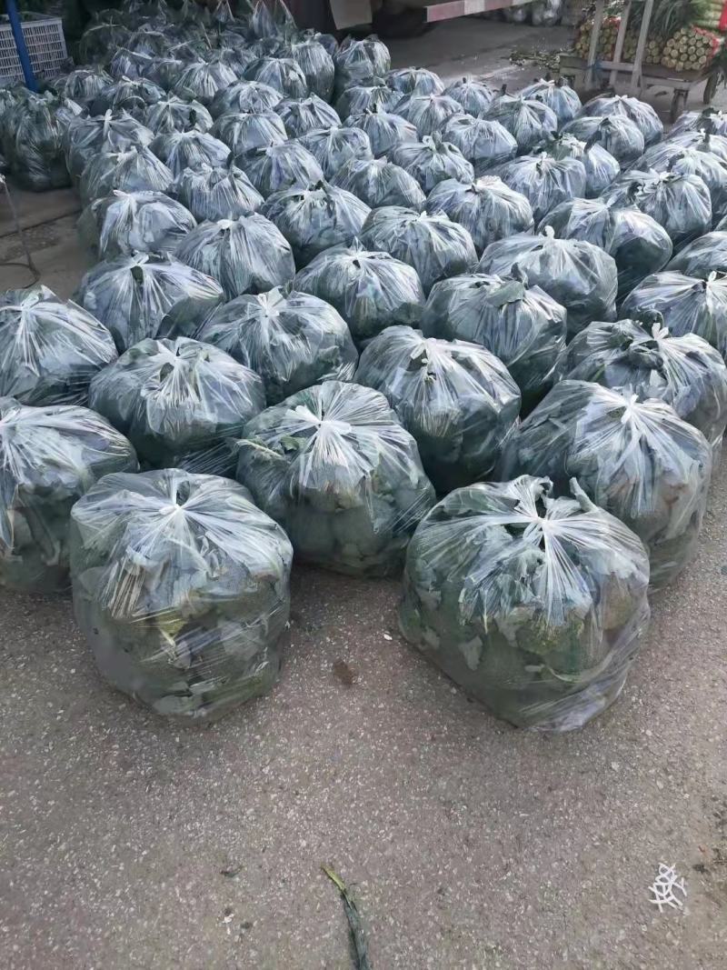 万亩蔬菜基地供应耐寒优秀、炎秀精品西兰花市场、超市、电商