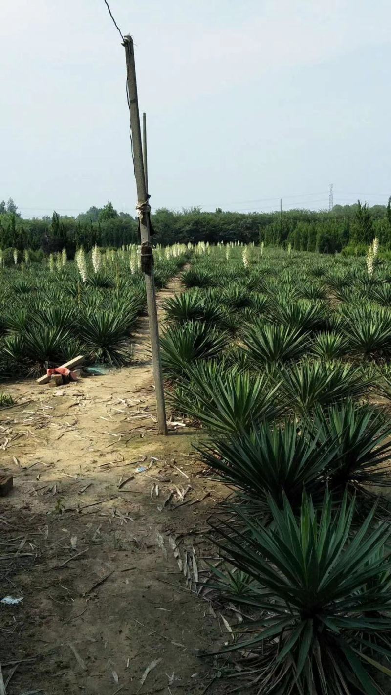 剑麻基地供应剑麻，丝兰，凤尾兰规格齐全物美价廉