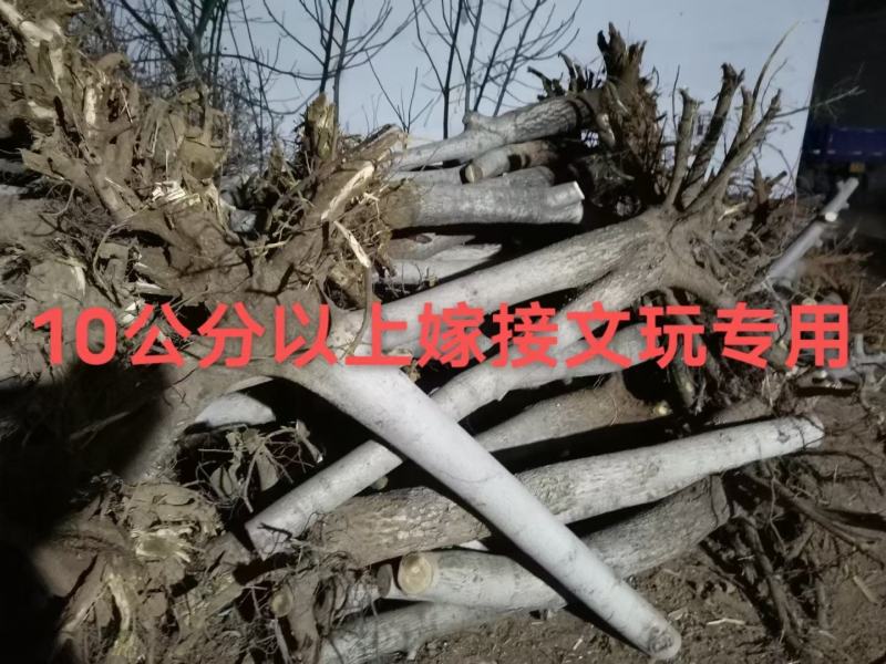 核桃树品种多规格多3-15公分量大绿化占地土球裸根