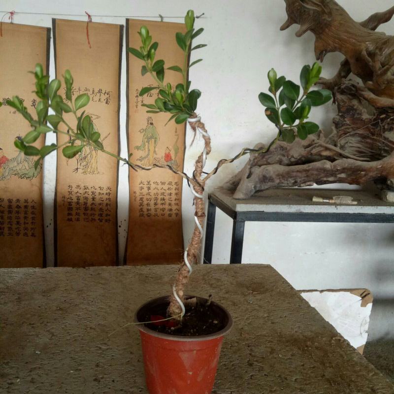 黄杨单棵造型盆景，造型别致漂亮优美造型