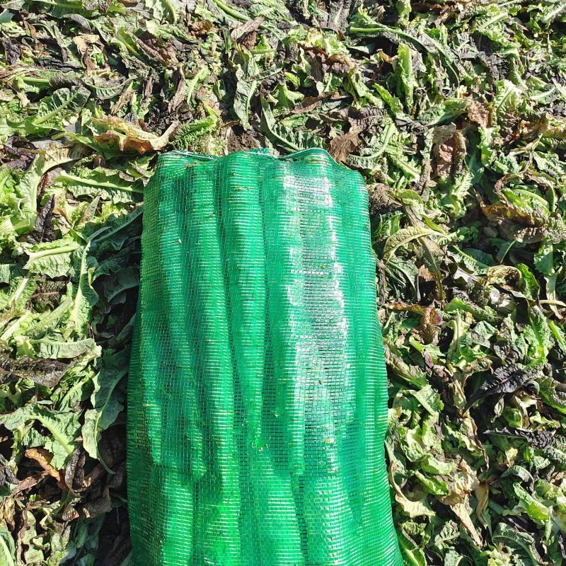 云南莴苣大量上市了，谢谢全国的老板们订货了！质量相当好