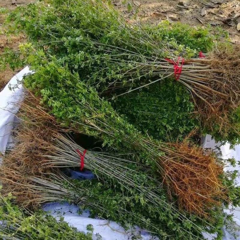 白蜡苗白蜡树苗原生老白腊苗速生白蜡苗占地绿化苗现挖现卖