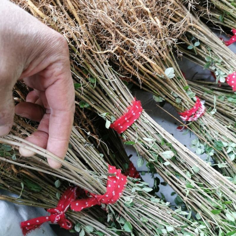 白蜡苗白蜡树苗原生老白腊苗速生白蜡苗占地绿化苗现挖现卖