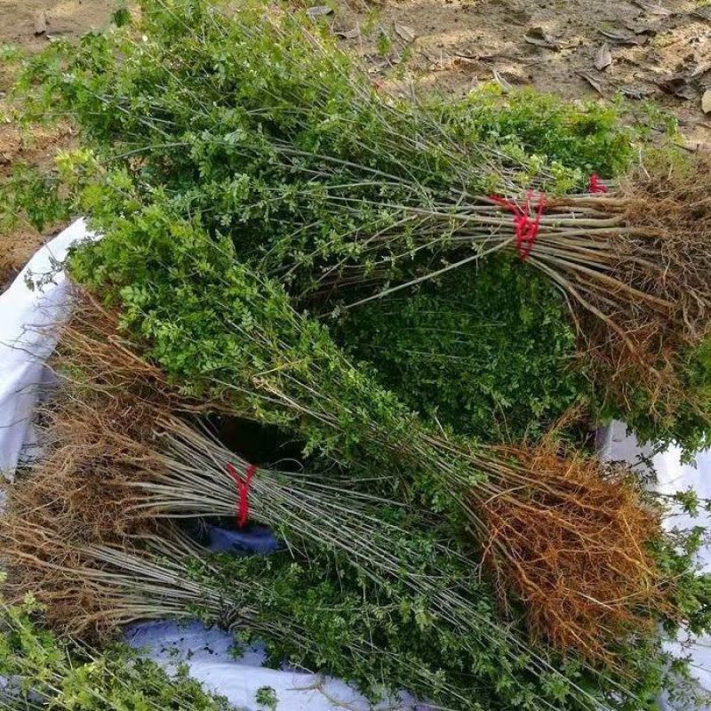 白蜡苗白蜡树苗原生老白腊苗速生白蜡苗占地绿化苗现挖现卖