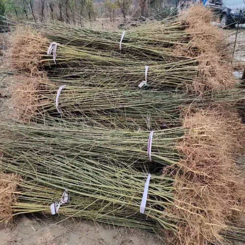 白蜡苗白蜡树苗原生老白腊苗速生白蜡苗占地绿化苗现挖现卖