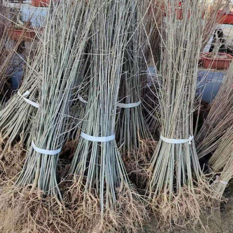 白蜡苗白蜡树苗原生老白腊苗速生白蜡苗占地绿化苗现挖现卖