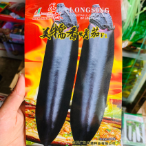 烧烤茄种子龙盛美糯香烤茄早熟杂交一代茄子种子清香好吃