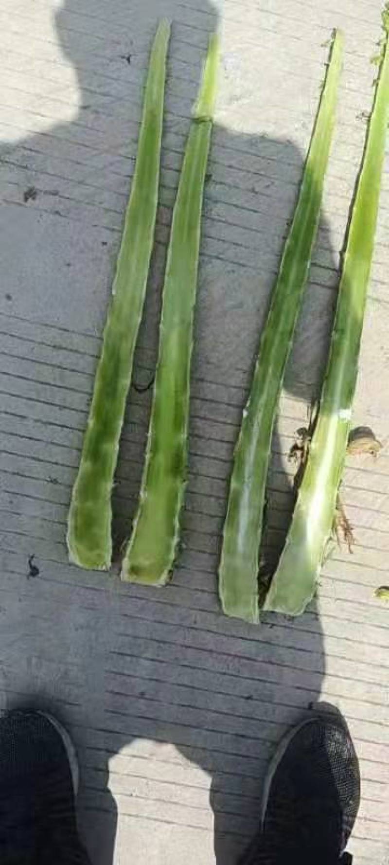 【推荐】红叶莴苣杆子产地直发货源充足欢迎咨询选购