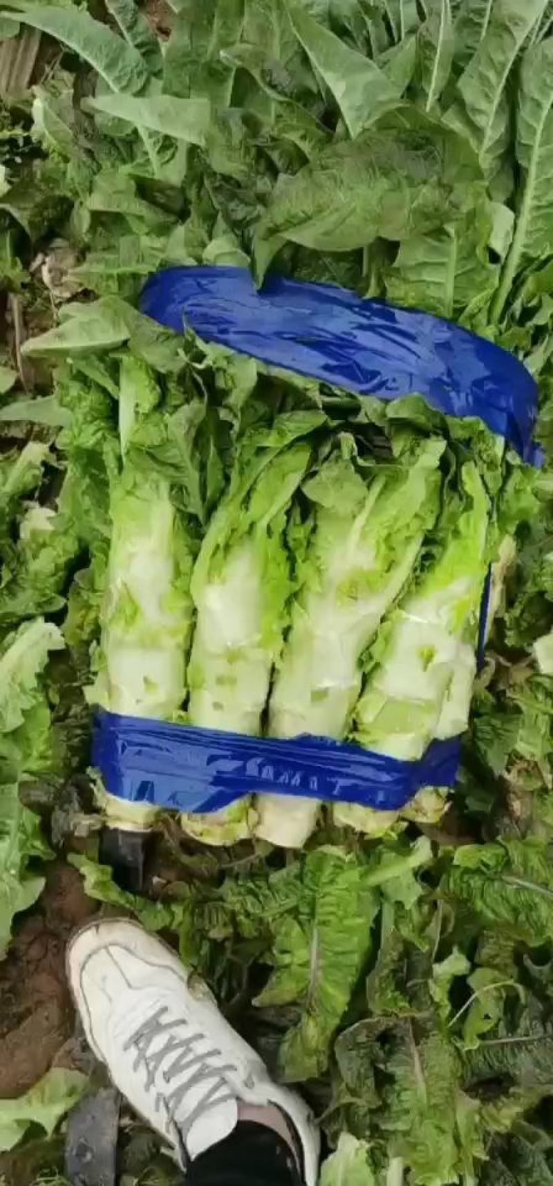 【推荐】红叶莴苣杆子产地直发货源充足欢迎咨询选购