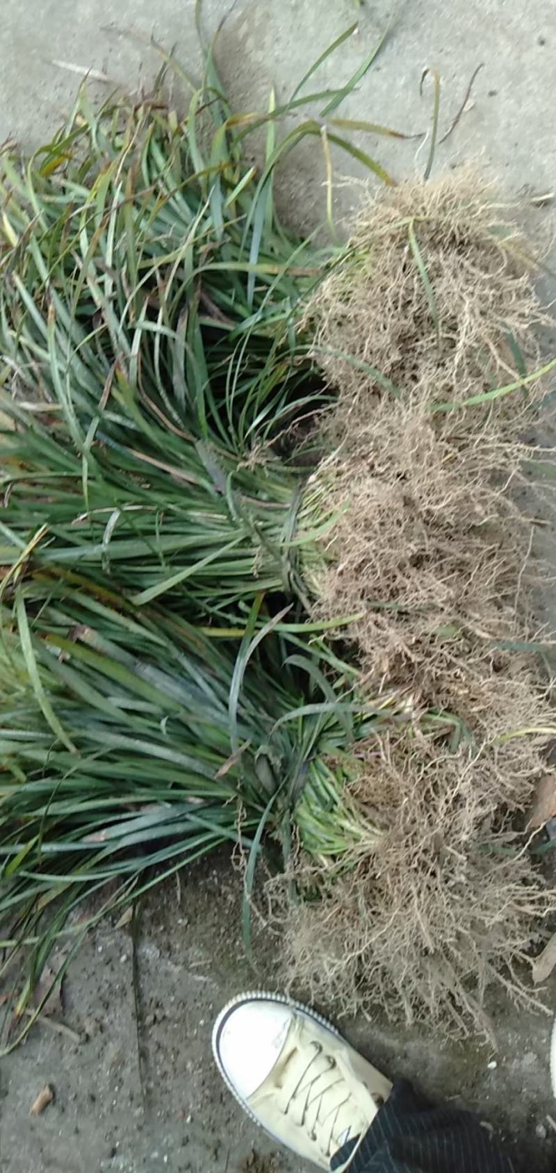 兰花三七耐寒耐荫耐涝四季常青开花好看观赏效果佳