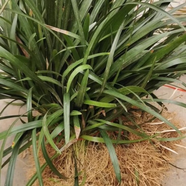 兰花三七耐寒耐荫耐涝四季常青开花好看观赏效果佳
