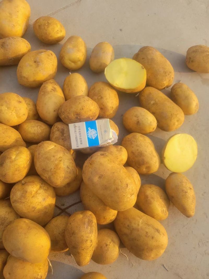 【推荐】河南通许荷兰十五土豆精品2两以上货源充足专业代办