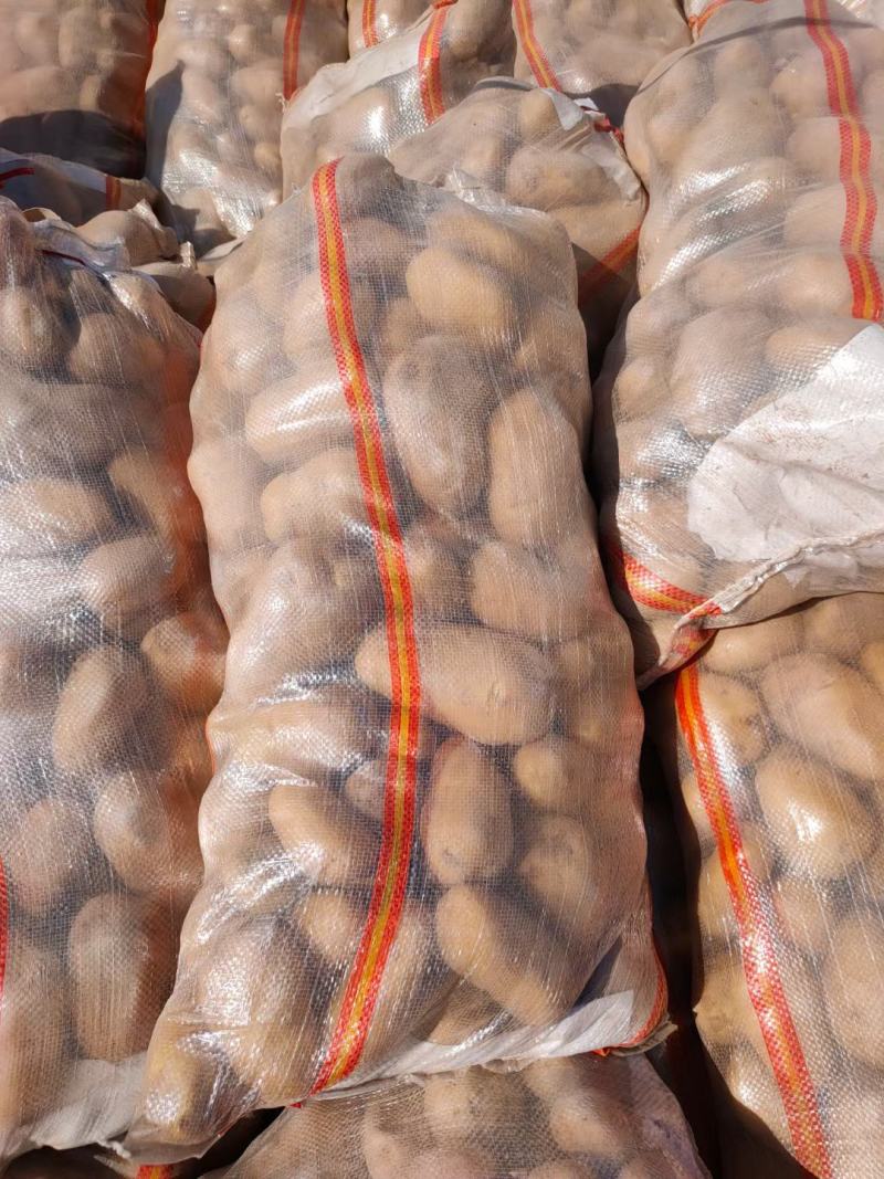 【推荐】河南通许荷兰十五土豆精品2两以上货源充足专业代办