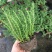 太阳花重瓣花卉盆栽好养四季开花室内外阳台庭院种植带根带花