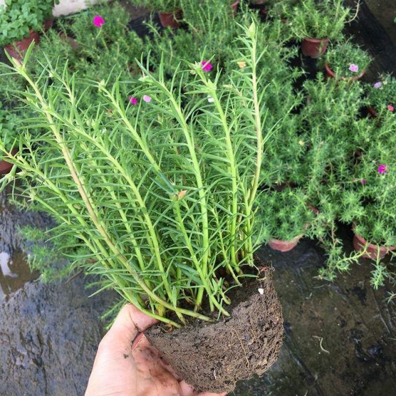 太阳花重瓣花卉盆栽好养四季开花室内外阳台庭院种植带根带花