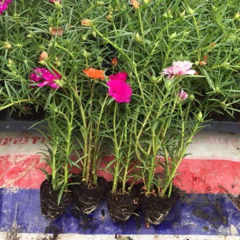 太阳花重瓣花卉盆栽好养四季开花室内外阳台庭院种植带根带花