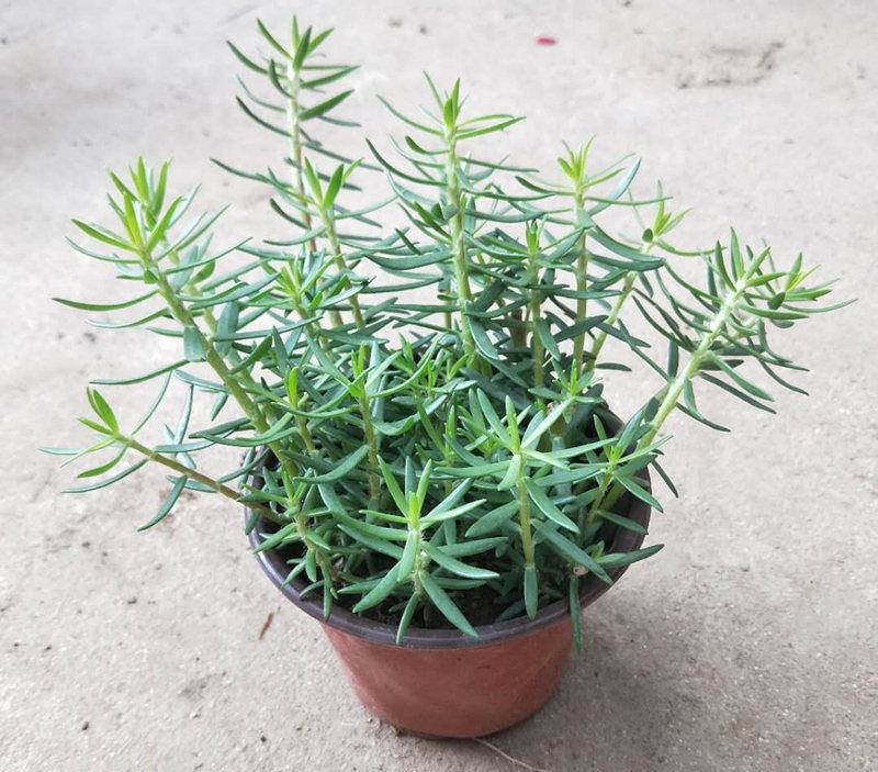 太阳花重瓣花卉盆栽好养四季开花室内外阳台庭院种植带根带花