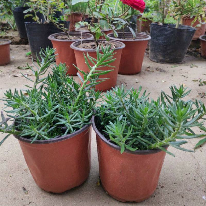 太阳花重瓣花卉盆栽好养四季开花室内外阳台庭院种植带根带花