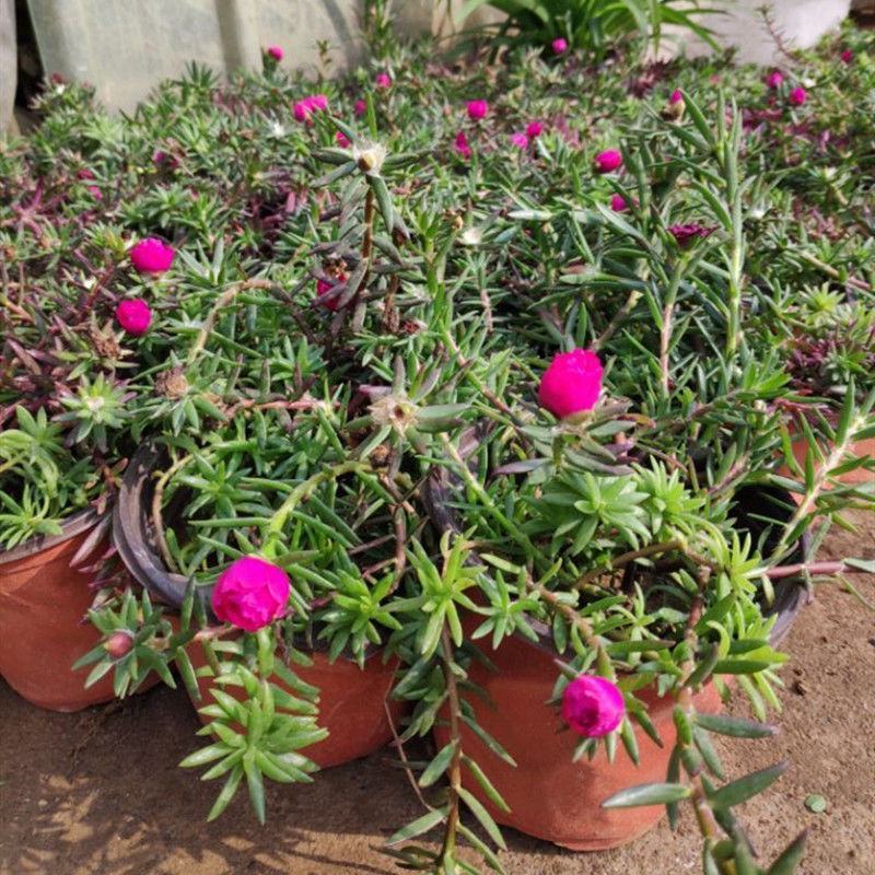太阳花重瓣花卉盆栽好养四季开花室内外阳台庭院种植带根带花