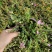 太阳花重瓣花卉盆栽好养四季开花室内外阳台庭院种植带根带花