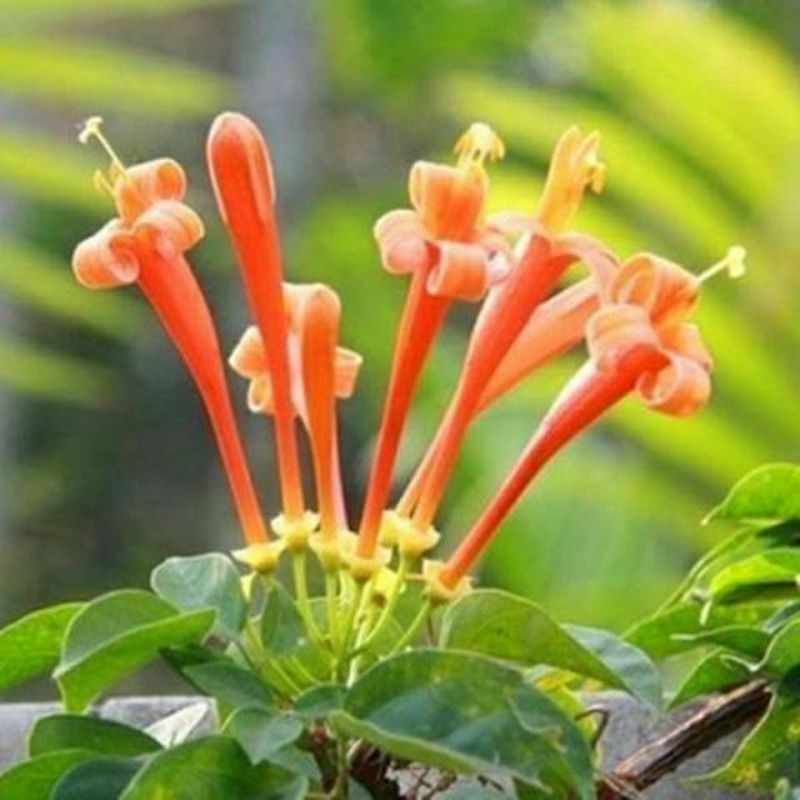 凌霄花苗盆栽爬藤植物攀爬树桩俄罗斯炮仗庭院阳台四季开花浓