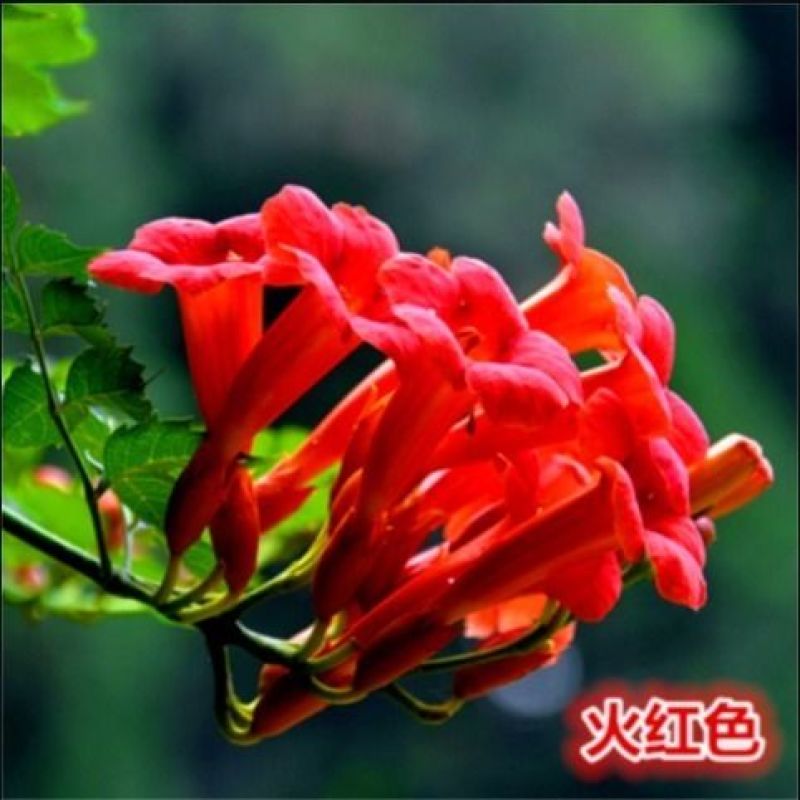 凌霄花苗盆栽爬藤植物攀爬树桩俄罗斯炮仗庭院阳台四季开花浓