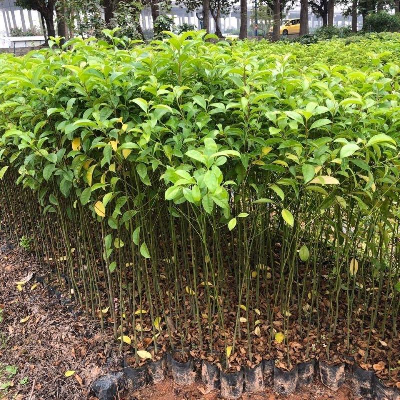 铁冬青树苗白银树苗庭院观赏绿化苗万紫千红树苗铁冬青苗常绿