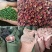 【推荐】山东2023新货青花椒色选无刺质量保证