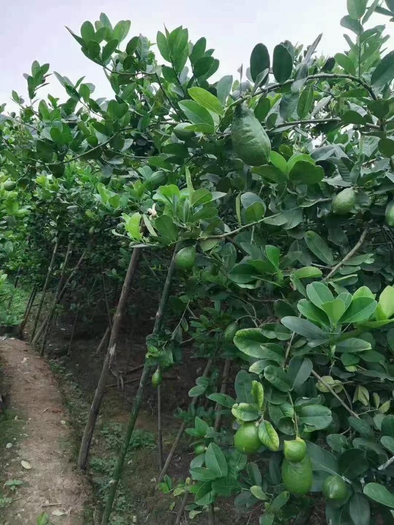 大量优质广东无籽香水柠檬苗