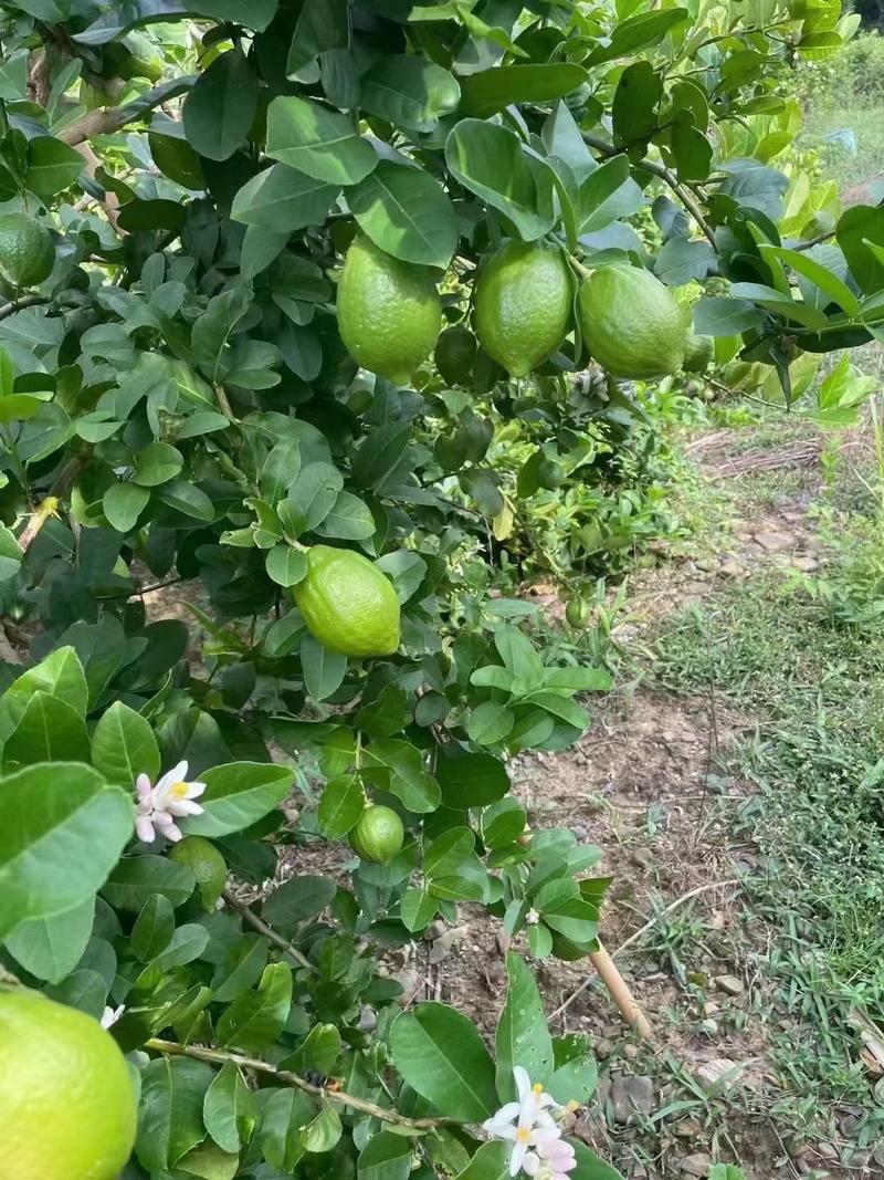 大量优质广东无籽香水柠檬苗