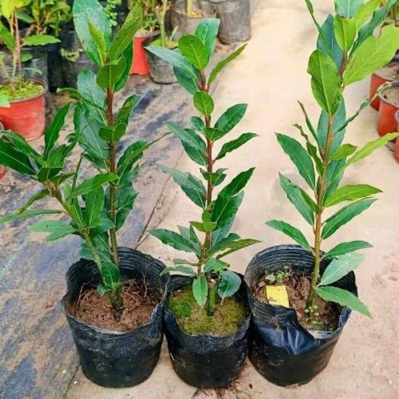 香叶树苗食用调料树地中海月桂树庭院阳台花卉绿植绿化耐寒植