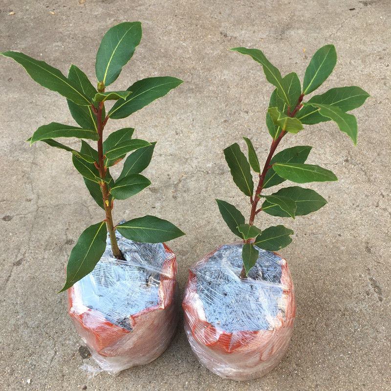 香叶树苗食用调料树地中海月桂树庭院阳台花卉绿植绿化耐寒植