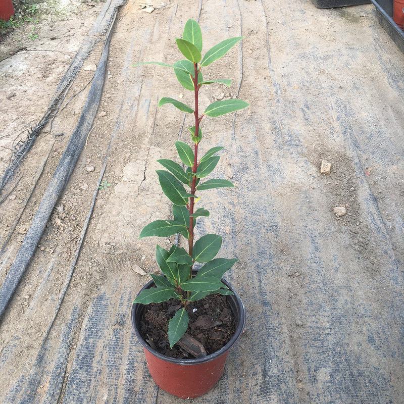 香叶树苗食用调料树地中海月桂树庭院阳台花卉绿植绿化耐寒植