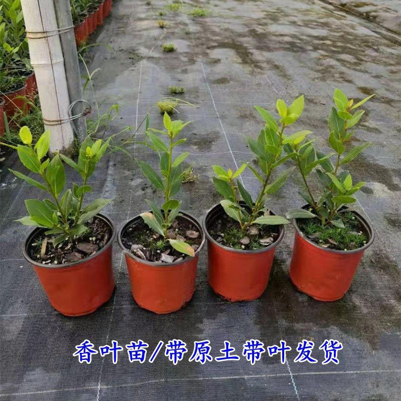香叶树苗食用调料树地中海月桂树庭院阳台花卉绿植绿化耐寒植