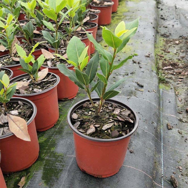 香叶树苗食用调料树地中海月桂树庭院阳台花卉绿植绿化耐寒植