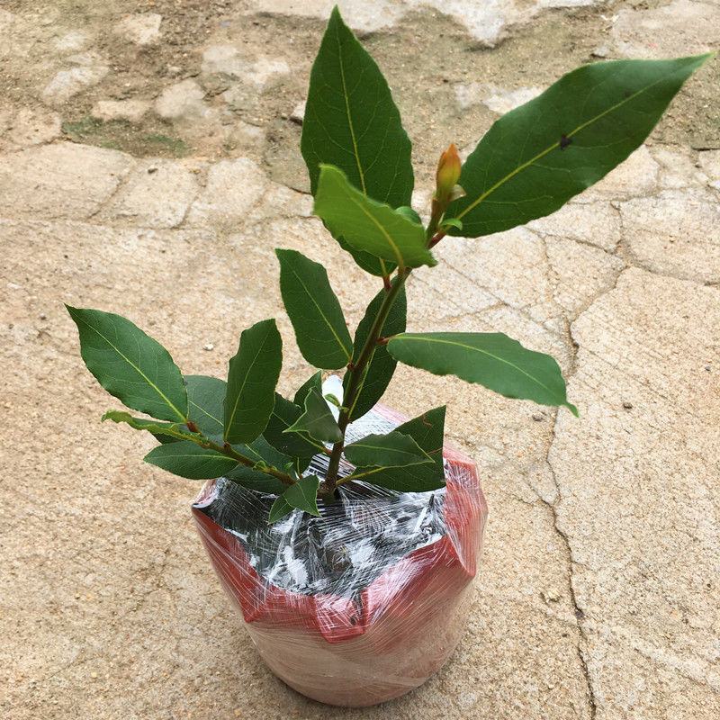 香叶树苗食用调料树地中海月桂树庭院阳台花卉绿植绿化耐寒植