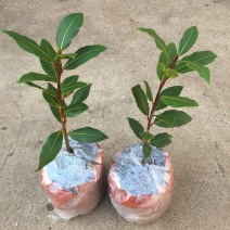 香叶树苗食用调料树地中海月桂树庭院阳台花卉绿植绿化耐寒植