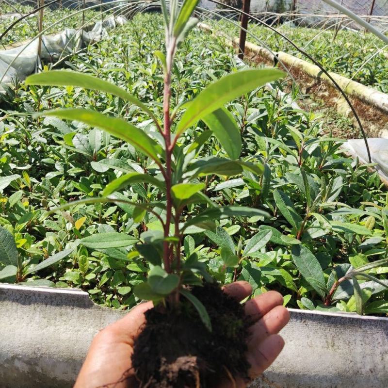 高山杜鹃马缨花苗云南大红花庭院绿植盆景盆栽苗木基地直发