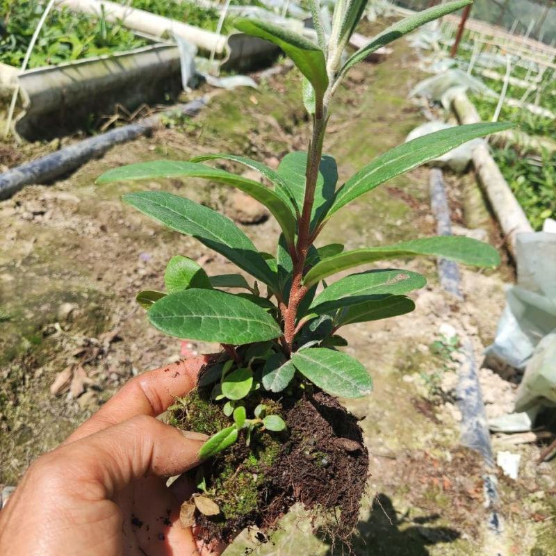 高山杜鹃马缨花苗云南大红花庭院绿植盆景盆栽苗木基地直发