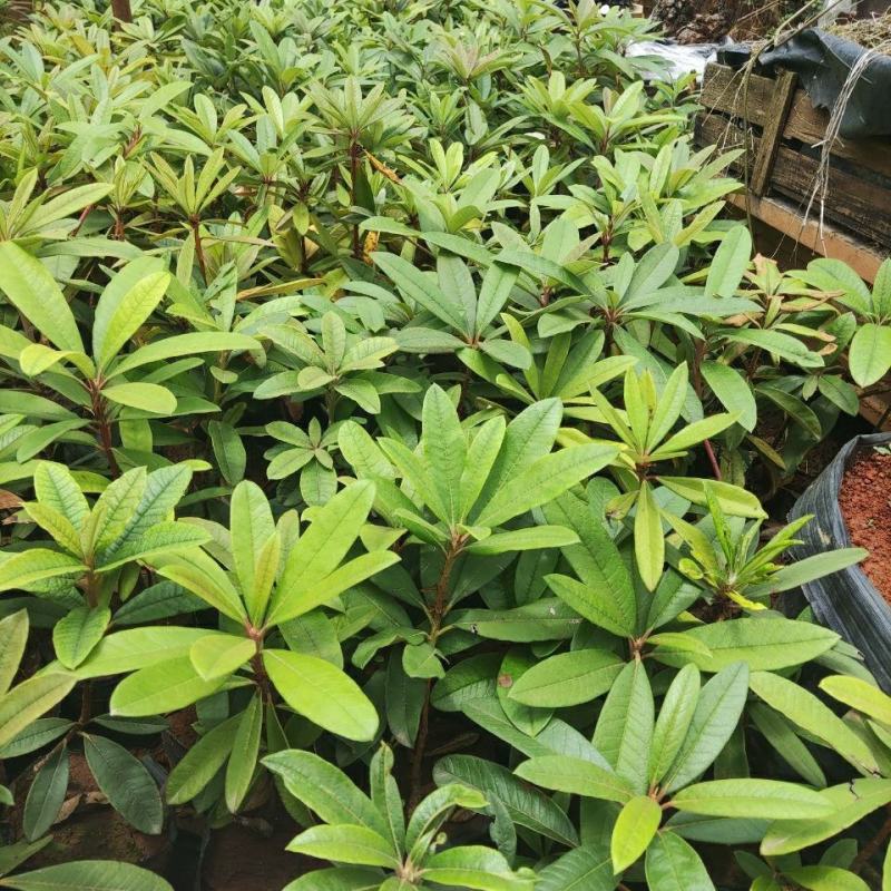 高山杜鹃马缨花苗云南大红花庭院绿植盆景盆栽苗木基地直发