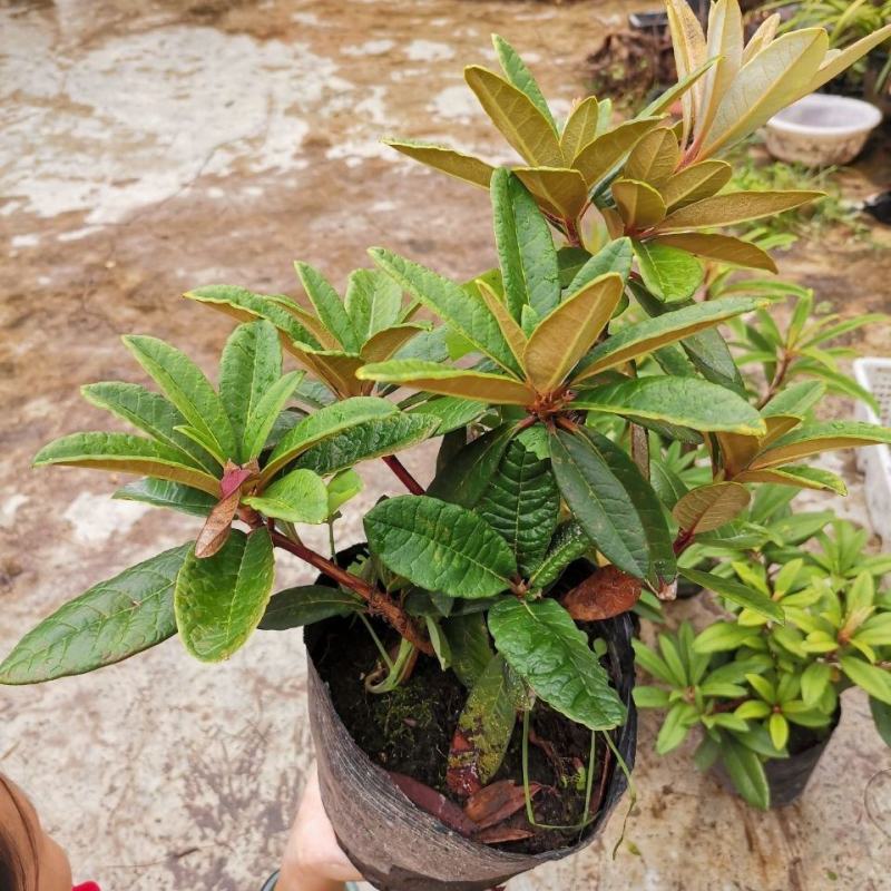 高山杜鹃马缨花苗云南大红花庭院绿植盆景盆栽苗木基地直发