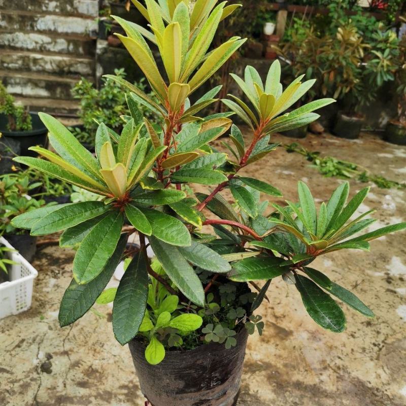 高山杜鹃马缨花苗云南大红花庭院绿植盆景盆栽苗木基地直发