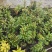 高山杜鹃马缨花苗云南大红花庭院绿植盆景盆栽苗木基地直发