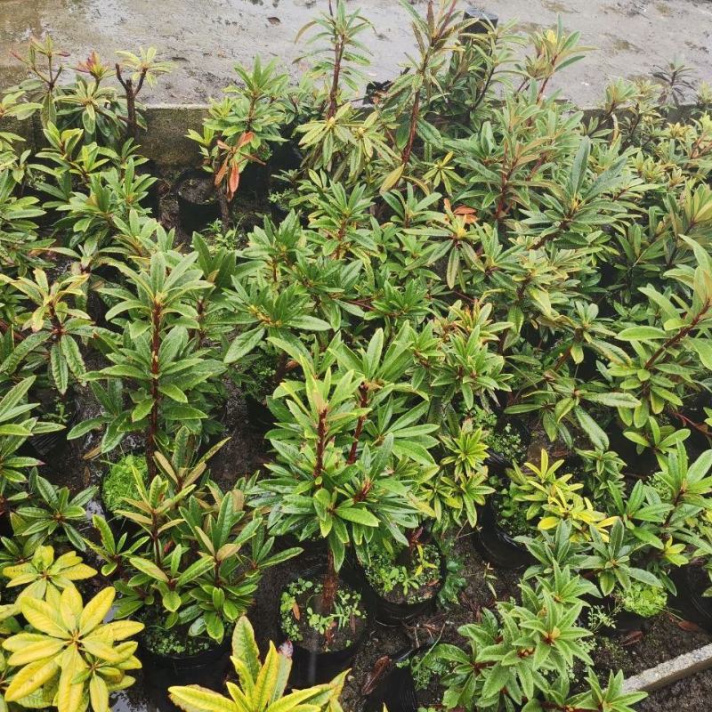 高山杜鹃马缨花苗云南大红花庭院绿植盆景盆栽苗木基地直发