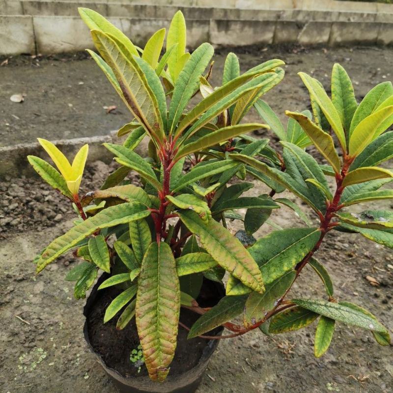 高山杜鹃马缨花苗云南大红花庭院绿植盆景盆栽苗木基地直发